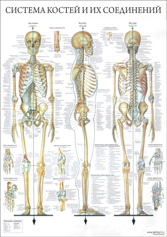Плакат костная система