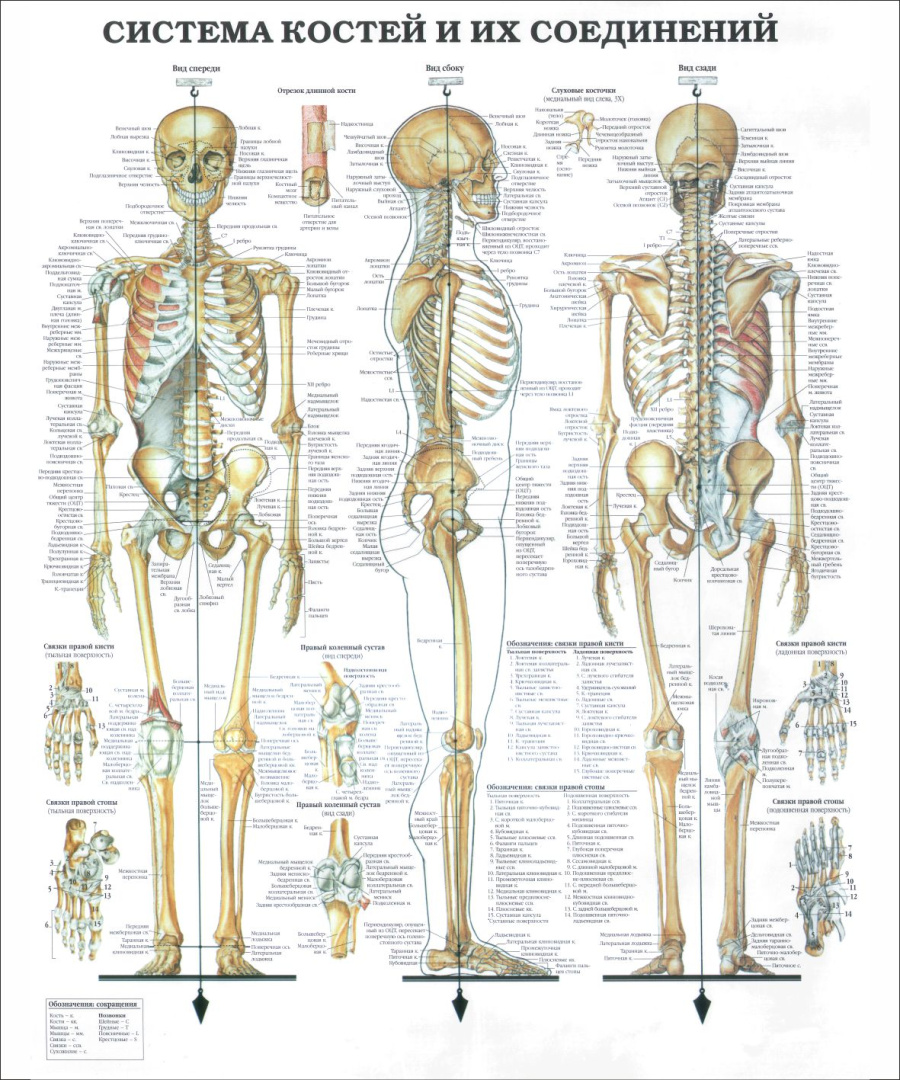 Стенд система костей и их соединений