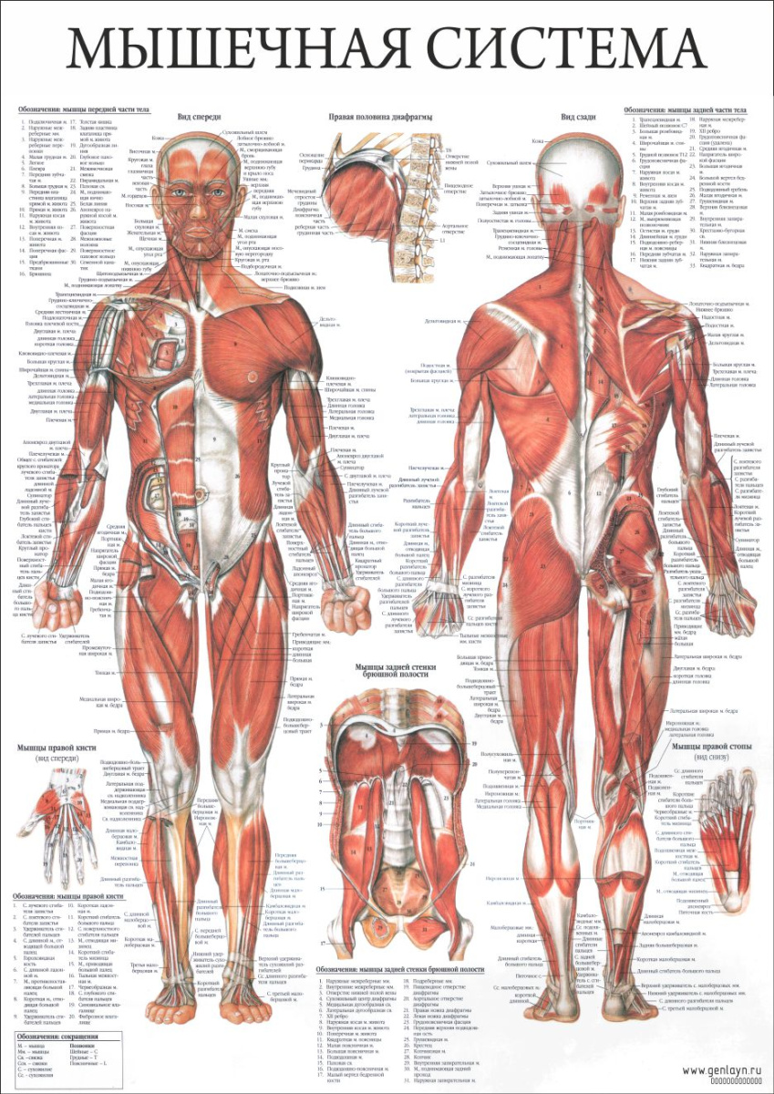 Плакат мышечная система